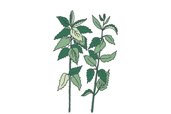 Hand Drawn Botanical Plants and Flowers: The Heart of Modern Design